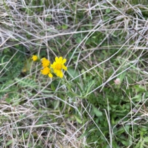 Senecio pinnatifolius var. alpinus at Namadgi National Park - suppressed