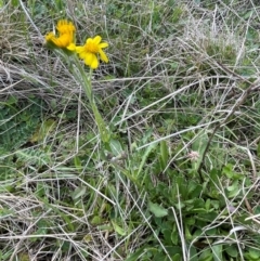 Senecio pinnatifolius var. alpinus at Namadgi National Park - suppressed