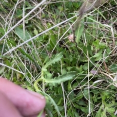 Senecio pinnatifolius var. alpinus at Namadgi National Park - 4 Dec 2023