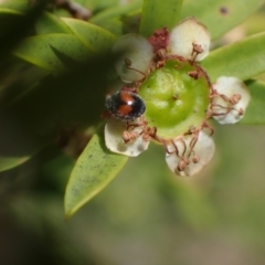 Diomus notescens (Little two-spotted ladybird) at Murrumbateman, NSW - 3 Dec 2023 by SimoneC