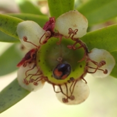 Diomus notescens at Murrumbateman, NSW - 3 Dec 2023