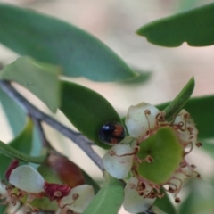 Diomus notescens at Murrumbateman, NSW - 3 Dec 2023 02:40 PM