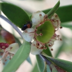 Diomus notescens at Murrumbateman, NSW - 3 Dec 2023