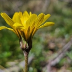 Microseris lanceolata (Yam Daisy) at Rendezvous Creek, ACT - 5 Dec 2023 by BethanyDunne