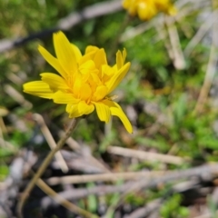 Microseris lanceolata at Namadgi National Park - 5 Dec 2023