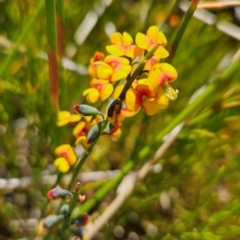 Sphaerolobium minus (Globe-pea) at Rendezvous Creek, ACT - 5 Dec 2023 by BethanyDunne