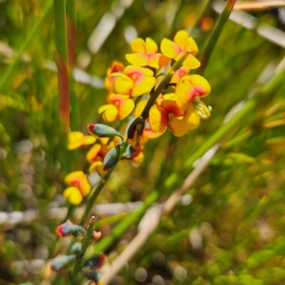 Sphaerolobium minus (Globe-pea) at Namadgi National Park - 5 Dec 2023 by BethanyDunne