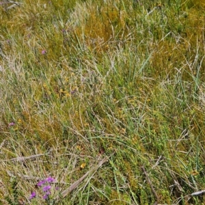 Sphaerolobium minus at Namadgi National Park - 5 Dec 2023