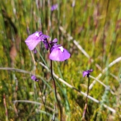 Utricularia dichotoma (Fairy Aprons, Purple Bladderwort) at Rendezvous Creek, ACT - 5 Dec 2023 by BethanyDunne