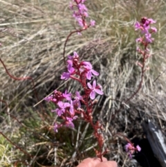 Stylidium montanum (Alpine Triggerplant) at Namadgi National Park - 5 Dec 2023 by nath_kay