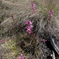 Stylidium montanum at Namadgi National Park - 5 Dec 2023