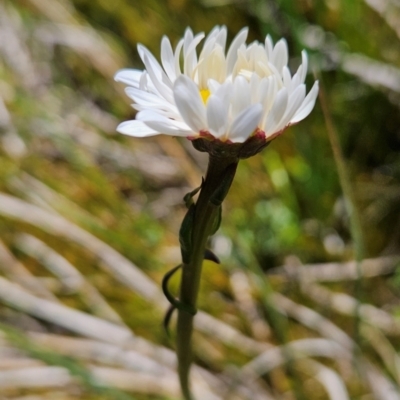 Brachyscome obovata at Namadgi National Park - 5 Dec 2023 by BethanyDunne