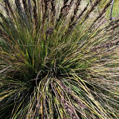 Gahnia subaequiglumis (Bog Saw-sedge) at Rendezvous Creek, ACT - 5 Dec 2023 by BethanyDunne