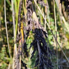 Gahnia subaequiglumis at Namadgi National Park - 5 Dec 2023