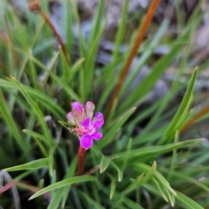 Stylidium montanum at Namadgi National Park - 5 Dec 2023