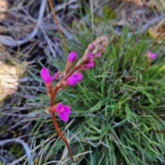 Stylidium montanum at Namadgi National Park - 5 Dec 2023