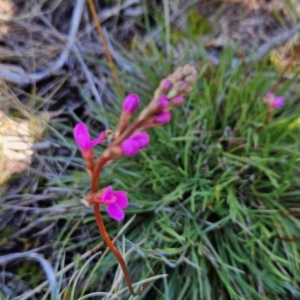 Stylidium montanum at Namadgi National Park - 5 Dec 2023