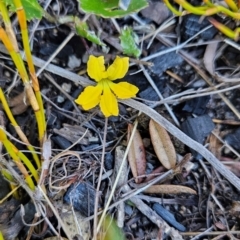 Goodenia hederacea subsp. alpestris at Namadgi National Park - 5 Dec 2023 by BethanyDunne
