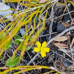Goodenia hederacea subsp. alpestris at Namadgi National Park - 5 Dec 2023