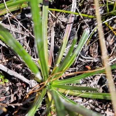 Celmisia sp. Pulchella (M.Gray & C.Totterdell 7079) Australian National Herbarium (Narrow-leaved Snow Daisy) at Namadgi National Park - 5 Dec 2023 by BethanyDunne