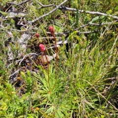 Stylidium montanum (Alpine Triggerplant) at Rendezvous Creek, ACT - 5 Dec 2023 by BethanyDunne
