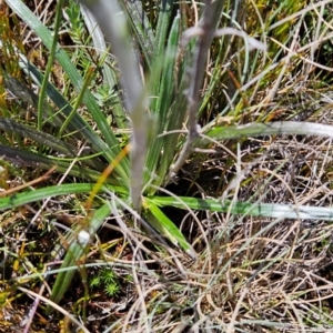 Celmisia sp. Pulchella (M.Gray & C.Totterdell 7079) Australian National Herbarium at Namadgi National Park - 5 Dec 2023