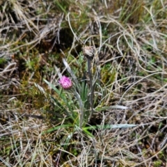 Celmisia sp. Pulchella (M.Gray & C.Totterdell 7079) Australian National Herbarium at Namadgi National Park - 5 Dec 2023