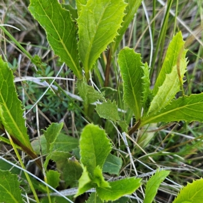 Senecio linearifolius var. latifolius at Namadgi National Park - 5 Dec 2023 by BethanyDunne