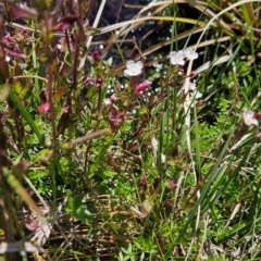 Epilobium gunnianum (Gunn's Willow-herb) at Rendezvous Creek, ACT - 5 Dec 2023 by BethanyDunne