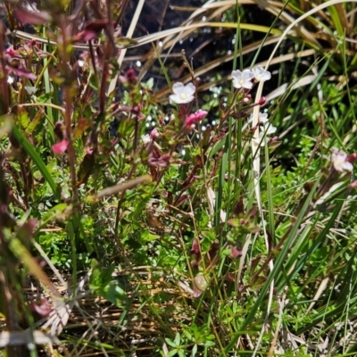 Epilobium gunnianum (Gunn's Willow-herb) at Namadgi National Park - 5 Dec 2023 by BethanyDunne