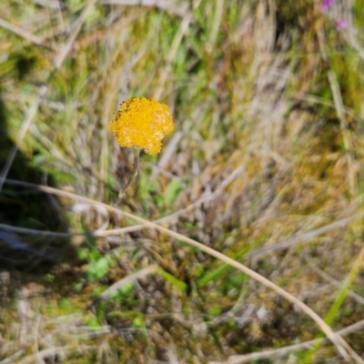 Craspedia aurantia var. aurantia (Orange Billy Buttons) at Rendezvous Creek, ACT - 5 Dec 2023 by BethanyDunne