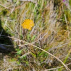 Craspedia aurantia var. aurantia (Orange Billy Buttons) at Namadgi National Park - 5 Dec 2023 by BethanyDunne