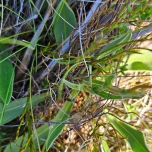 Craspedia aurantia var. aurantia at Namadgi National Park - 5 Dec 2023