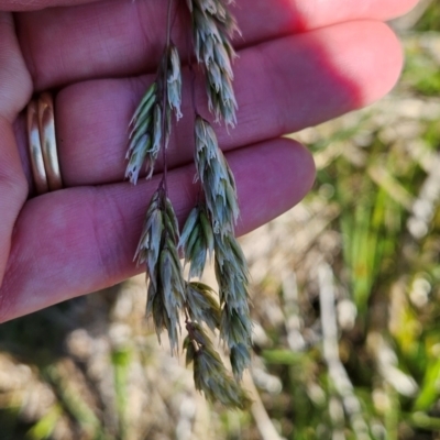 Hierochloe redolens (Sweet Holy Grass) at Namadgi National Park - 5 Dec 2023 by BethanyDunne