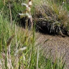 Hierochloe redolens at Namadgi National Park - 5 Dec 2023