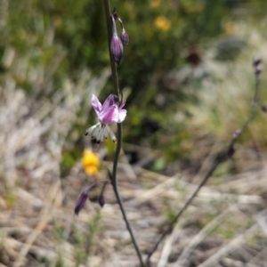 Arthropodium milleflorum at Namadgi National Park - 5 Dec 2023