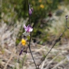 Arthropodium milleflorum (Vanilla Lily) at Rendezvous Creek, ACT - 5 Dec 2023 by BethanyDunne