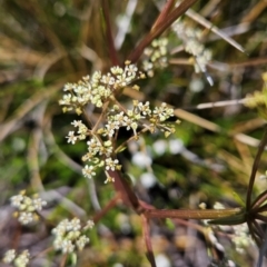 Aciphylla simplicifolia (Mountain Aciphyll) at Rendezvous Creek, ACT - 5 Dec 2023 by BethanyDunne