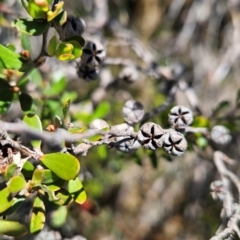 Leptospermum micromyrtus (Button Tea-tree) at Rendezvous Creek, ACT - 5 Dec 2023 by BethanyDunne