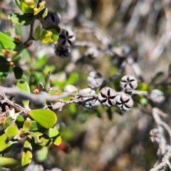 Leptospermum micromyrtus (Button Tea-tree) at Namadgi National Park - 5 Dec 2023 by BethanyDunne
