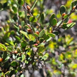 Leptospermum micromyrtus at Namadgi National Park - 5 Dec 2023 12:34 PM