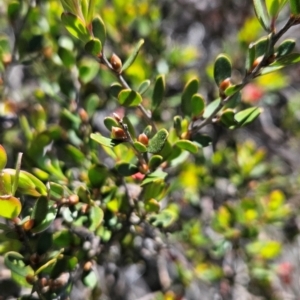 Leptospermum micromyrtus at Namadgi National Park - 5 Dec 2023