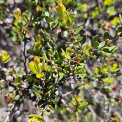 Leptospermum micromyrtus at Namadgi National Park - 5 Dec 2023 12:34 PM