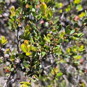 Leptospermum micromyrtus at Namadgi National Park - 5 Dec 2023