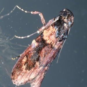 Araeopaschia (genus) at Ainslie, ACT - 4 Dec 2023
