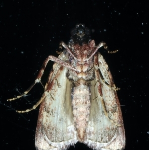 Araeopaschia (genus) at Ainslie, ACT - 4 Dec 2023