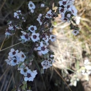 Gaudium namadgiense at Namadgi National Park - 5 Dec 2023