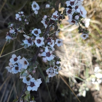 Gaudium namadgiense (Namadgi Tea-tree) at Rendezvous Creek, ACT - 5 Dec 2023 by BethanyDunne