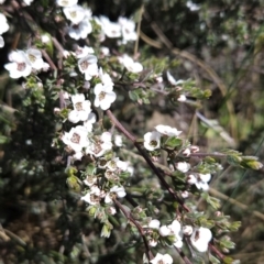 Gaudium namadgiense at Namadgi National Park - 5 Dec 2023