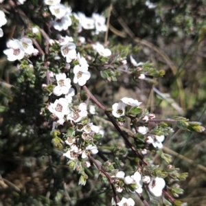 Gaudium namadgiense at Namadgi National Park - 5 Dec 2023